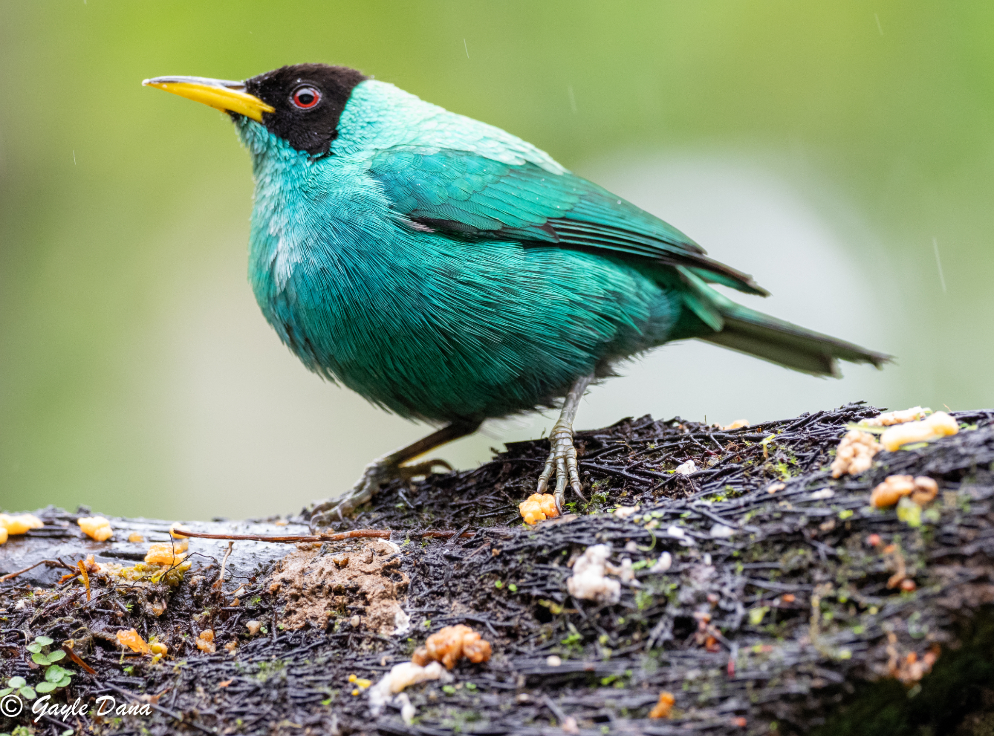 Green Honeycreeper male